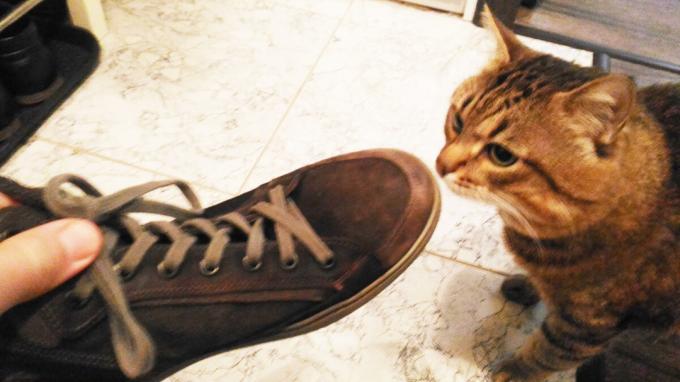 ayakkabı Kabul kedim.