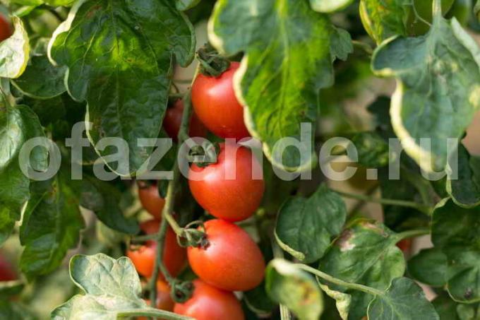 Serada domates Büyüyen. bir makale için İllüstrasyon standart lisans © ofazende.ru için kullanılır