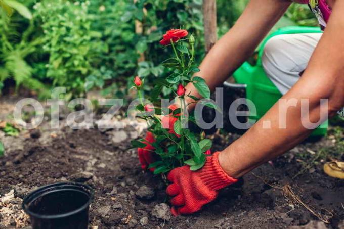 Bahçede Güller. bir makale için İllüstrasyon standart lisans © ofazende.ru için kullanılır