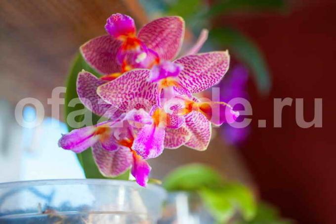 Büyüyen orkideler. bir makale için İllüstrasyon standart lisans © ofazende.ru için kullanılır
