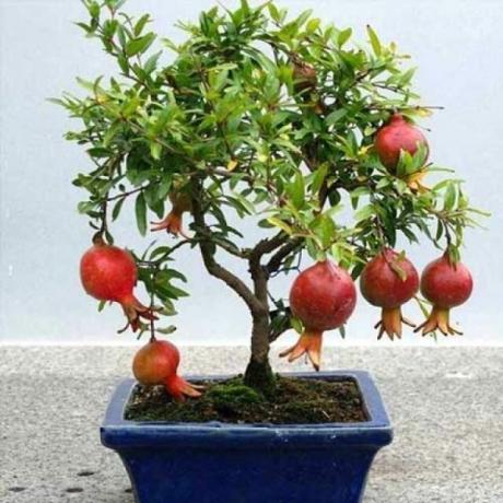 Nar büyüyen bonsai tekniğine uygundur
