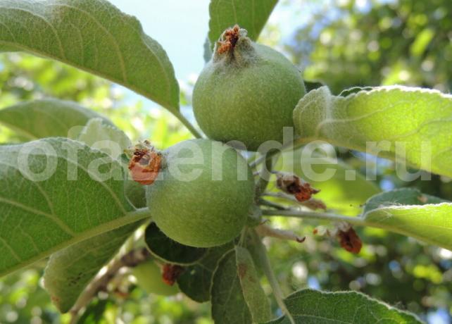Bir dal üzerinde Yumurtalık elma. bir makale için İllüstrasyon standart lisans © ofazende.ru için kullanılır