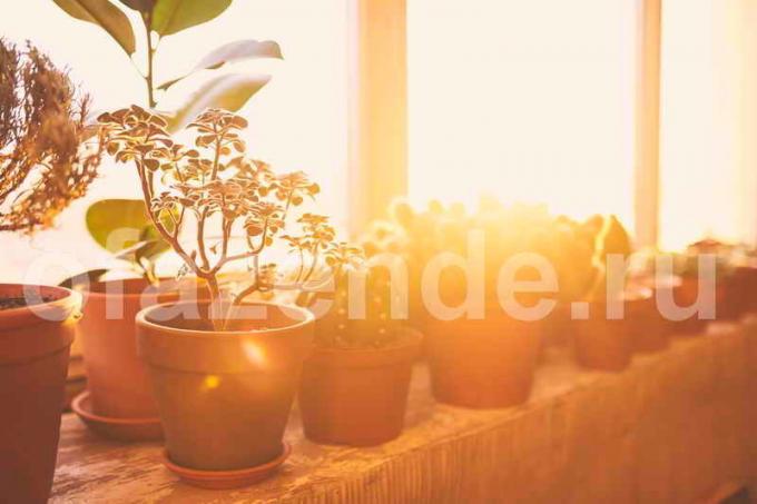 balkon saksı bitkileri. bir makale için İllüstrasyon standart lisans © ofazende.ru için kullanılır