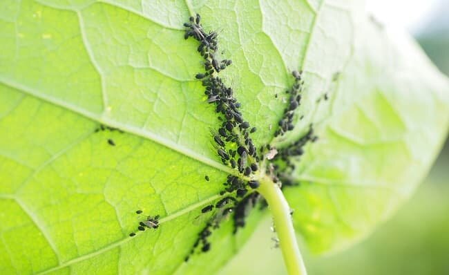 görüntüle: https://cdn.stoppestinfo.com/images/news/2018/03/aphid-glav-min.jpg