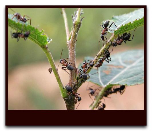 Karıncalar yaprak bitlerini korumak