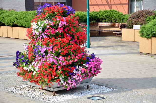 Bozkır çiçek. bir makale için İllüstrasyon standart lisans © ofazende.ru için kullanılır