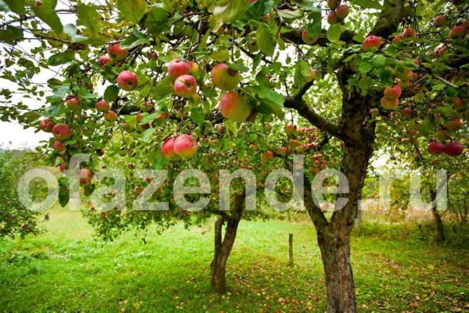 elma ağaçlarının bakımı. bir makale için İllüstrasyon standart lisans © ofazende.ru için kullanılır