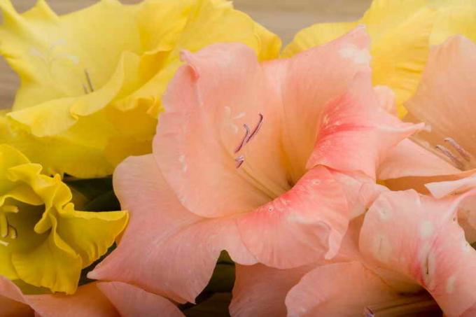 Çiçek Gladiolus. bir makale için İllüstrasyon standart lisans © ofazende.ru için kullanılır