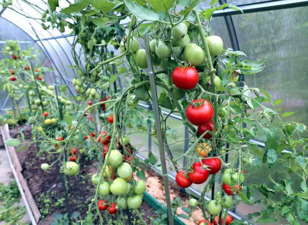serada domates Bakımı (Foto standart lisans © ofazende.ru altında kullanılmaktadır)