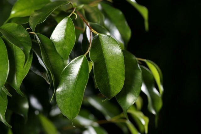 ficus yaprakları