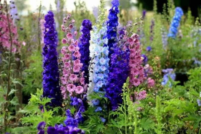 Evde tohumdan delphiniums Büyüyen