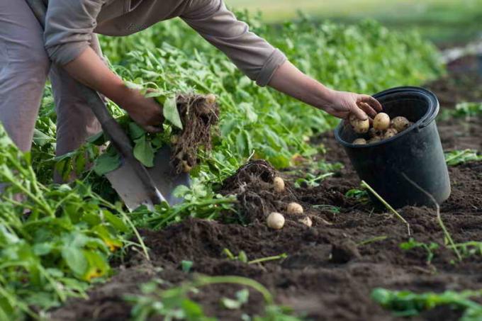 Patates hasat. bir makale için İllüstrasyon standart lisans © ofazende.ru için kullanılır