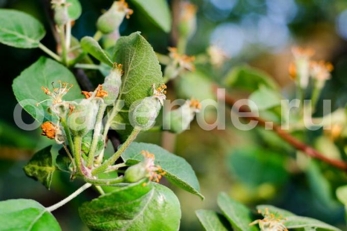 elma ağaçları Büyüyen. bir makale için İllüstrasyon standart lisans © ofazende.ruVy Yetiştirme elma için kullanılır? 