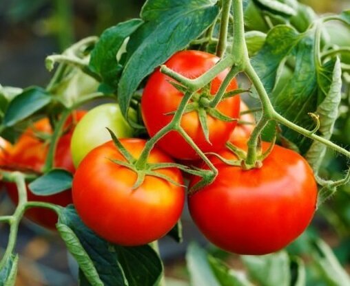 Ağustos ayında domates meyve vermesini uzatmak için nasıl