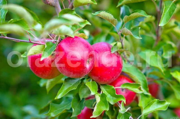 Elmalar. bir makale için İllüstrasyon standart lisans © ofazende.ru için kullanılır