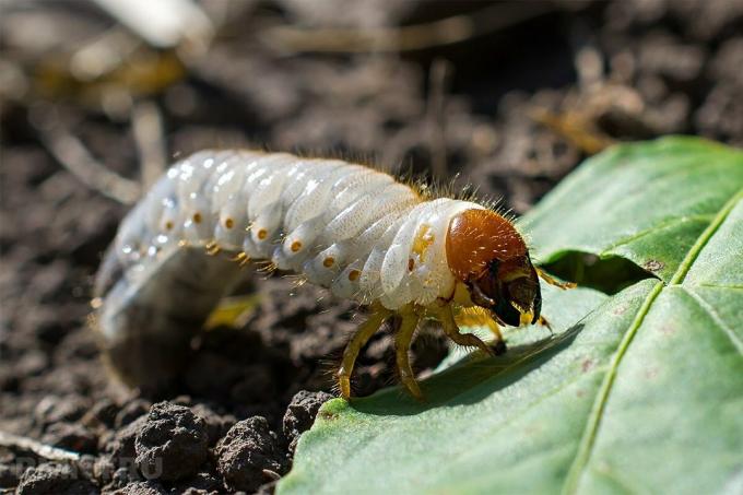 Yolları Kanıtlanmış 5: pestisit kullanmadan mayıs böceği, danaburunları sümüklü böcek ve yaprak bitlerinin bahçenizi kurtulmak için ne kadar kolay