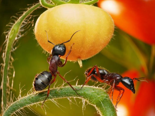 Tatilciler her yıl bahçe karıncaların en iyi çare bulmak için çalışıyor. bir makale için İllüstrasyon standart lisans © ofazende.ru için kullanılır