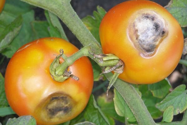 Ne olduğunu ve nasıl mücadele: domates yapraklarında kahverengi-kahverengi lekeler