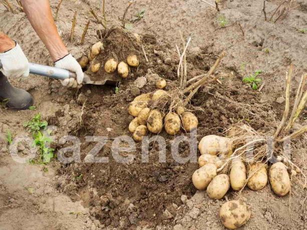 Yöntem Balabanov tarafından patates mükemmel bir bitki