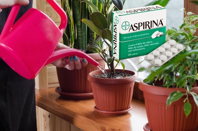 Aspirin - kışın çiçekler için gerçek bir ara. Bu nedir ve nasıl uygulamak için