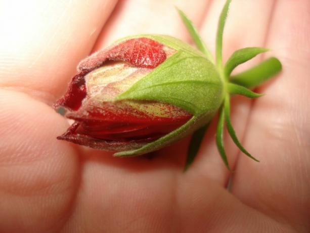Geç sonbahara kadar erken bahar bloomed sizin Hibiscus (Çin) gül yapmak için takip edilmesi gereken 3 temel kural
