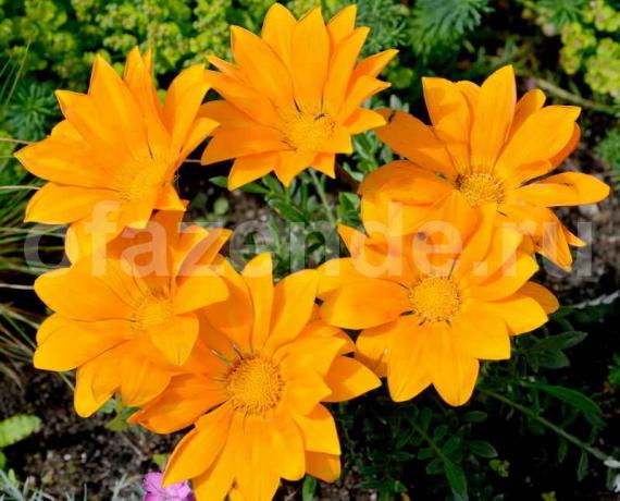 Yetiştirme gazania. bir makale için İllüstrasyon standart lisans © ofazende.ru için kullanılır