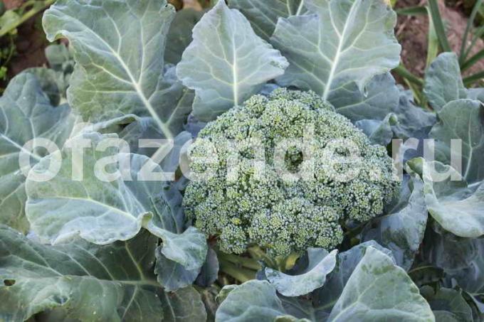 brokoli Büyüyen. bir makale için İllüstrasyon standart lisans © ofazende.ru için kullanılır