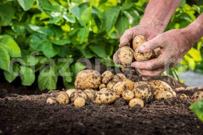 patates üretimi. bir makale için İllüstrasyon standart lisans © ofazende.ru için kullanılır
