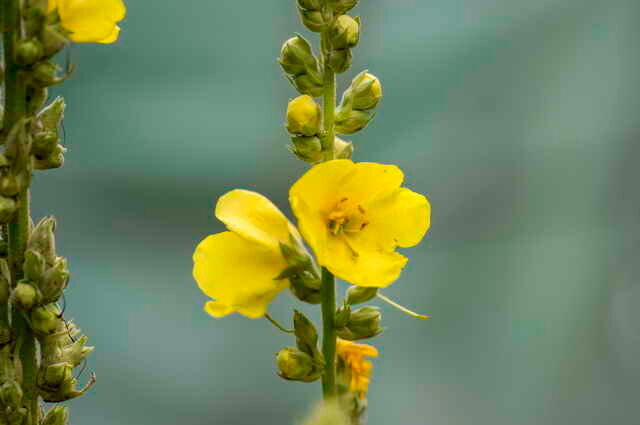 Sarı çiçekleri soluk. bir makale için İllüstrasyon standart lisans © ofazende.ru için kullanılır