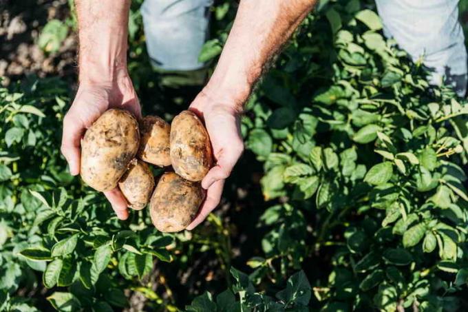 Patates hasat. bir makale için İllüstrasyon standart lisans © ofazende.ru için kullanılır