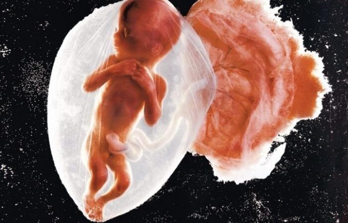 İlk Fotoğraf bebek embriyo.