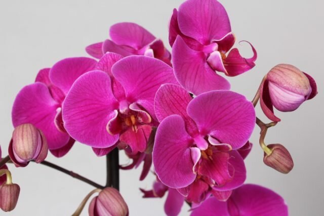 Mümkün olduğunca uzun gelişti o orkide çiçekli için bakım nasıl