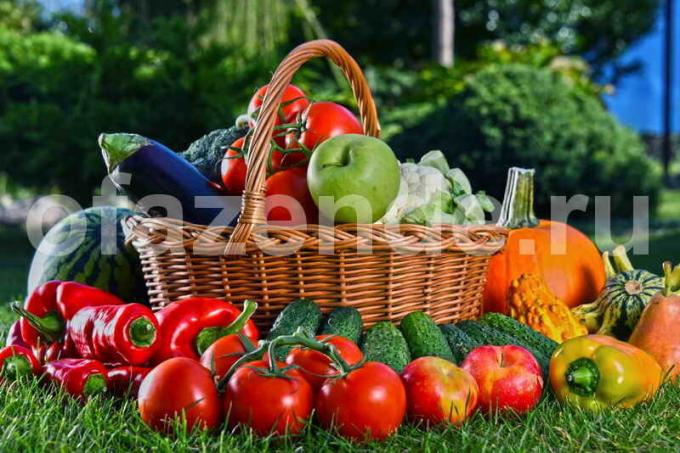 Sebze bitkilerin yetiştirmesi. bir makale için İllüstrasyon standart lisans © ofazende.ru için kullanılır