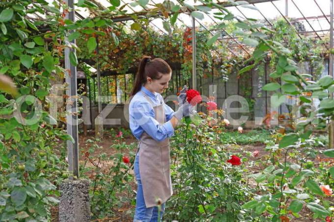 Güller için önemsiyorum. bir makale için İllüstrasyon standart lisans © ofazende.ru için kullanılır