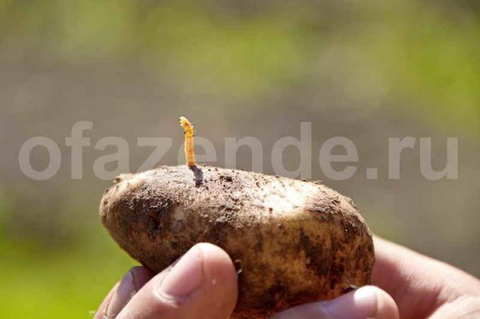 patates kurtları. bir makale için İllüstrasyon standart lisans © ofazende.ru için kullanılır