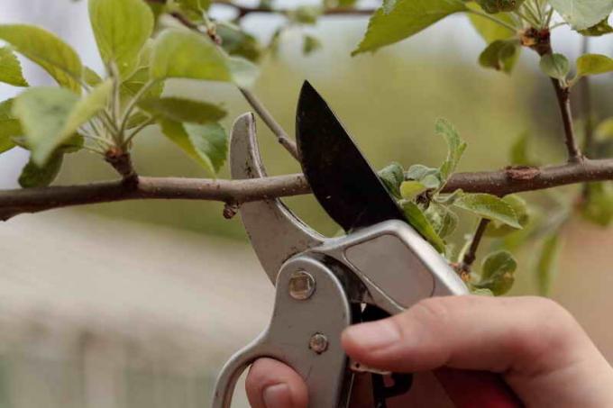 Gençleştirici meyve ağaçları budama. bir makale için İllüstrasyon standart lisans © ofazende.ru için kullanılır