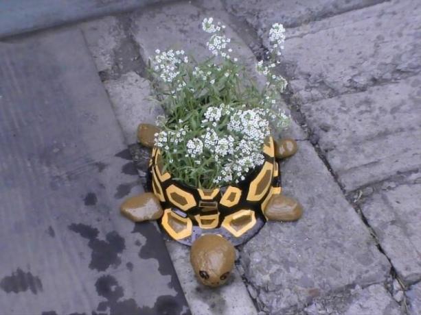 flowerbed kaplumbağa