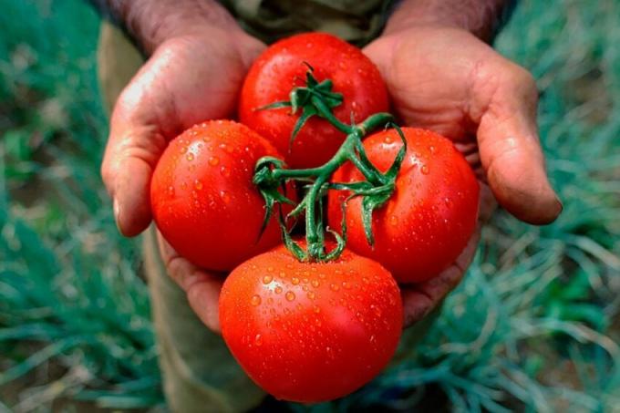 Zengin bir hasat verir soyunma domates Eski Babaannenin yemek tarifi,