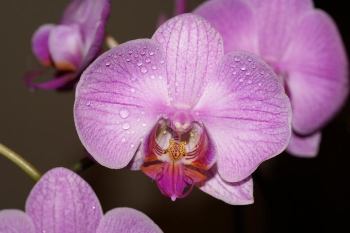 Orkide mutfağı (45 fotoğraf): kurulum için kendin yap video talimatları, mutfak köşelerinin özellikleri, bu tür kulaklıklar, fiyat, fotoğraf