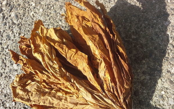 Kurutulmuş tütün yaprakları kolayca kırık ve elinde ufalanmış olan