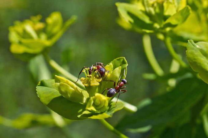 Karıncalar ile mücadelesi. bir makale için İllüstrasyon standart lisans © ofazende.ru için kullanılır