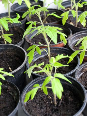 seçim domates bahçıvan sonra fidelerin bakımı yaz aylarında iyi bir hasat sağlayacaktır. bir makale için İllüstrasyon standart lisans © ofazende.ru için kullanılır