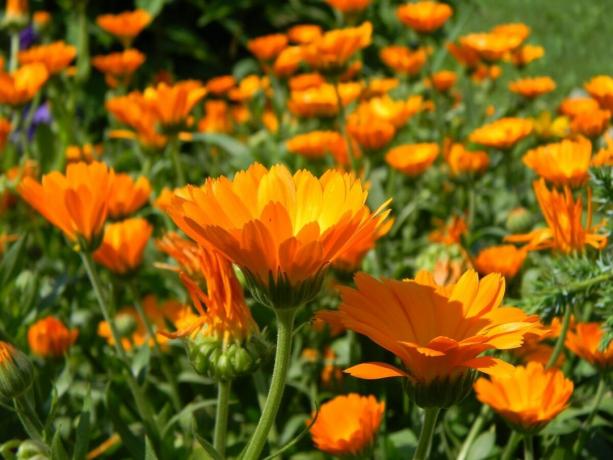 11 en güzel ve iddiasız çiçek bahçesi