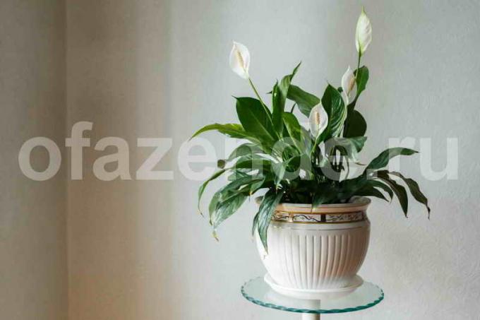 Güzel houseplant Spathiphyllum (dişi mutluluk)