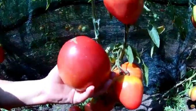 "Et" çok fazla olmadı. Üst sizin seralar ve bahçeler için domates 3 en etli ve üretken çeşitleri