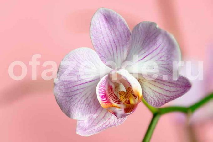 Orkide çiçeği. bir makale için İllüstrasyon standart lisans © ofazende.ru için kullanılır