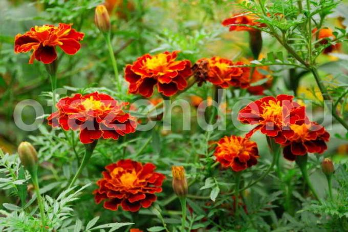 Büyüyen marigolds. bir makale için İllüstrasyon standart lisans © ofazende.ru için kullanılır