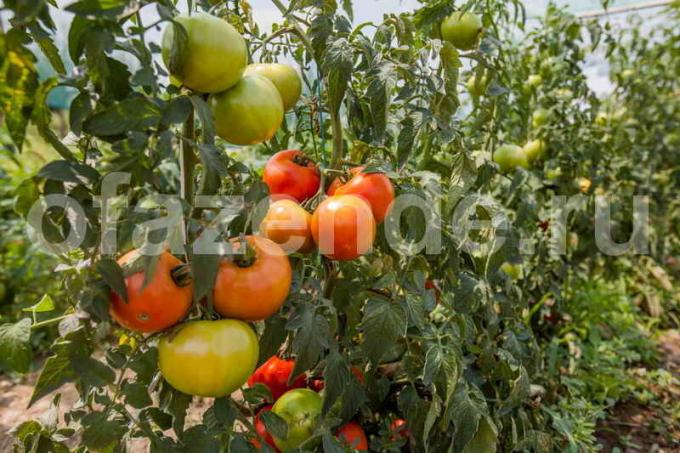 Hasat domates. bir makale için İllüstrasyon standart lisans © ofazende.ru için kullanılır