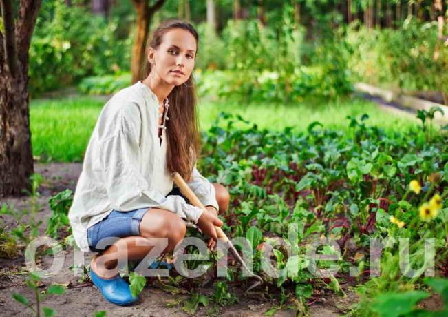 Tembel insanlar için sebze bahçesi. bir makale için İllüstrasyon standart lisans © ofazende.ru için kullanılır