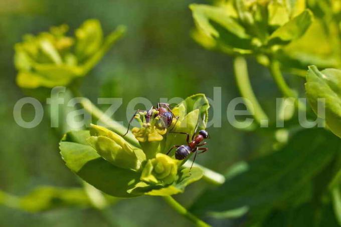 sebze Karıncalar. bir makale için İllüstrasyon standart lisans © ofazende.ru için kullanılır